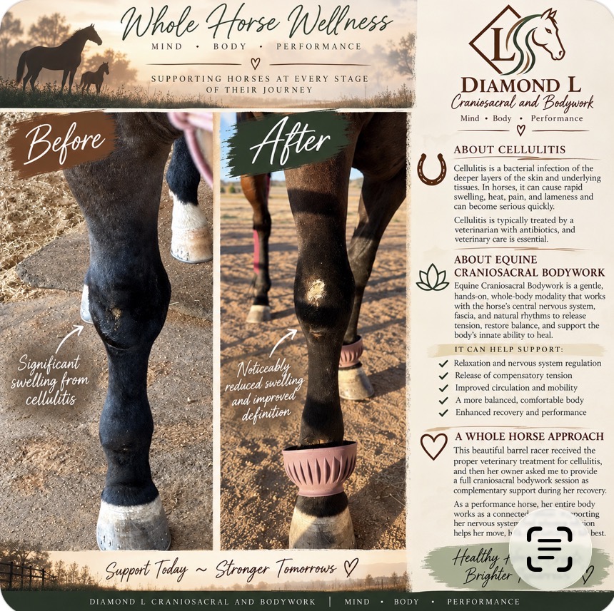 Before and after comparison of swelling in a barrel horse's front leg during recovery from cellulitis