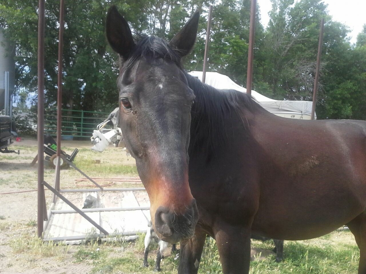 Romeo, Chelise Largent’s once-in-a-lifetime heart horse